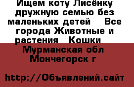 Ищем коту Лисёнку дружную семью без маленьких детей  - Все города Животные и растения » Кошки   . Мурманская обл.,Мончегорск г.